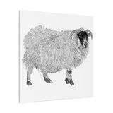 Aries - Highland Ewe (Matte Canvas, Stretched, 1.25")