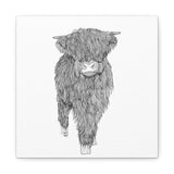 Liosmor Boy (Highland Cow) (Canvas, Stretched, 1.25")