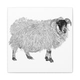 Aries - Highland Ewe (Matte Canvas, Stretched, 1.25")