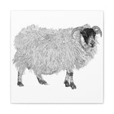 Aries - Highland Ewe (Matte Canvas, Stretched, 1.25")