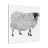 Aries - Highland Ewe (Matte Canvas, Stretched, 1.25")
