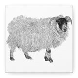 Aries - Highland Ewe (Matte Canvas, Stretched, 1.25")