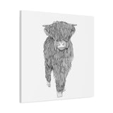 Liosmor Boy (Highland Cow) (Canvas, Stretched, 1.25")