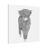 Liosmor Boy (Highland Cow) (Canvas, Stretched, 1.25")
