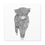 Liosmor Boy (Highland Cow) (Canvas, Stretched, 1.25")