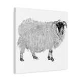 Aries - Highland Ewe (Matte Canvas, Stretched, 1.25")