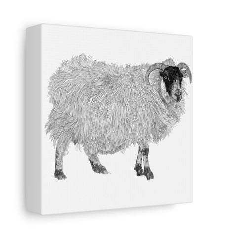 Aries - Highland Ewe (Matte Canvas, Stretched, 1.25")