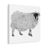 Aries - Highland Ewe (Matte Canvas, Stretched, 1.25")