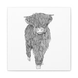 Liosmor Boy (Highland Cow) (Canvas, Stretched, 1.25")