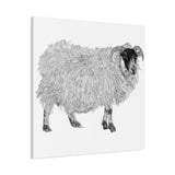Aries - Highland Ewe (Matte Canvas, Stretched, 1.25")