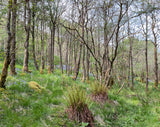 Decorative Title: Laird &/or Lady of Cridhe na Coille ("Heart of the Woodland")