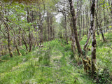 The Rewilding Decorative Title: Laird &/or Lady of Cridhe na Coille ("Heart of the Woodland")
