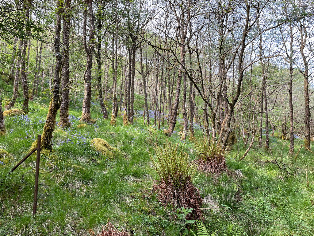 Carbon Credits from Dunans Castle Woodland Now Available!