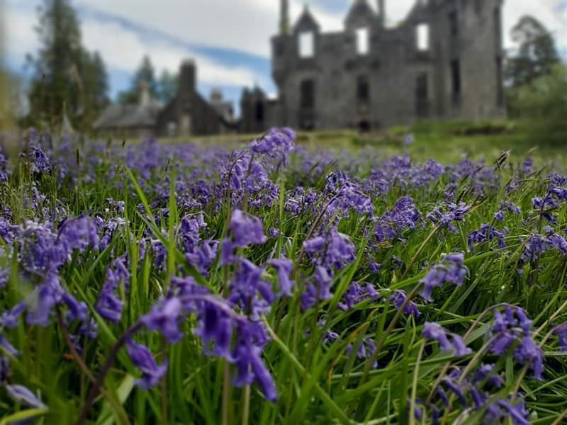 Bluebells at Dunans in this Months' Newsletter! | Scottish Laird