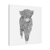 Liosmor Boy (Highland Cow) (Canvas, Stretched, 1.25")